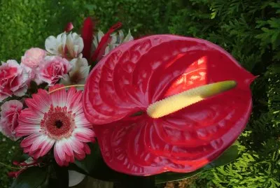 Blumen 2 jigsaw puzzle