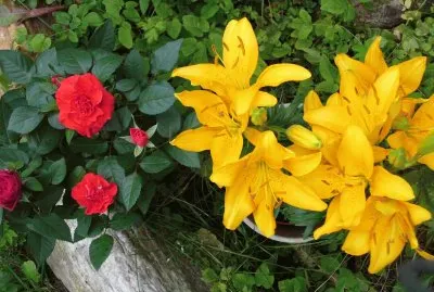 Blumen3