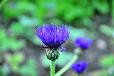 Blumen7 jigsaw puzzle