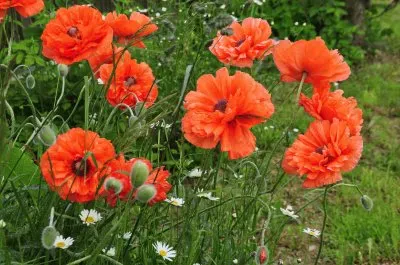 פאזל של Blumen 8