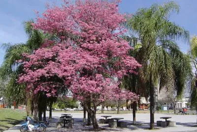 En Rosario. Santa Fe. Argentina