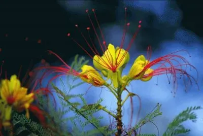 flores