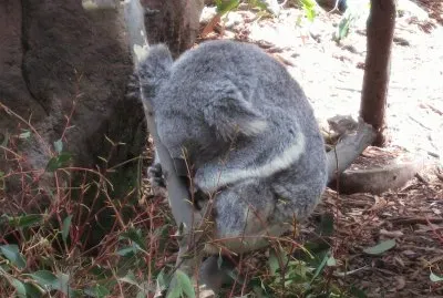 Koala