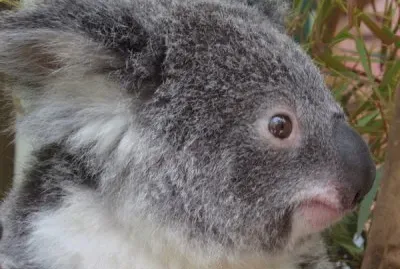 Koala Bear