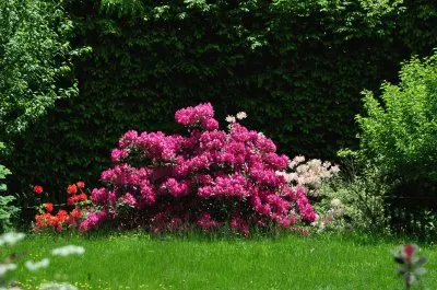 Blumen 13 jigsaw puzzle