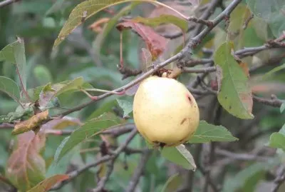 autunno jigsaw puzzle