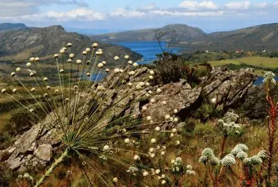 פאזל של Flores do Campo