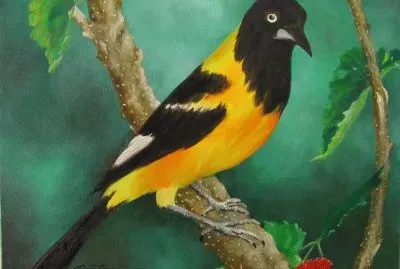 pÃ¡ssaro jigsaw puzzle