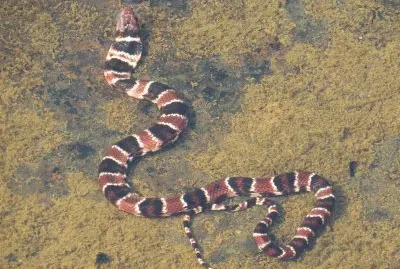 Cobra