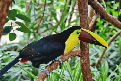 tucÃ¡n jigsaw puzzle