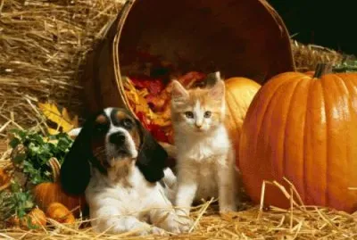 oct24 jigsaw puzzle