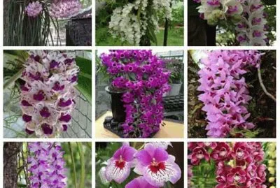 orquideas jigsaw puzzle