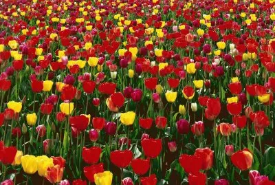 tulipanes