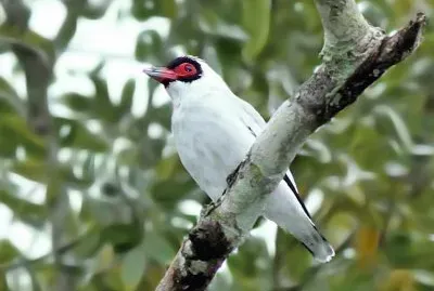 tuerÃ© enmascarado jigsaw puzzle