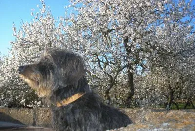 Almendros en flor y Max