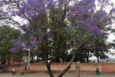 Jacarandá jigsaw puzzle