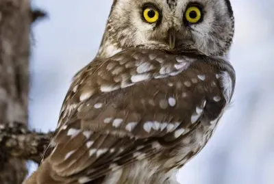 civette jigsaw puzzle