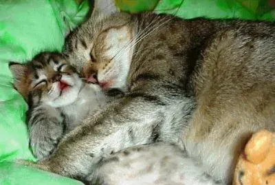 amore