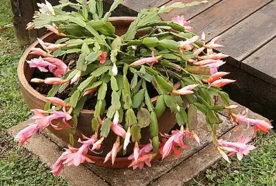 פאזל של flores