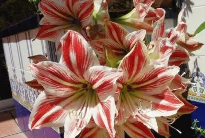 פאזל של lirios