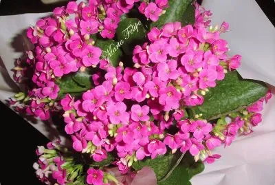 flores jigsaw puzzle