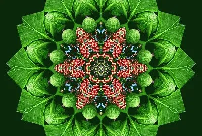 mandala
