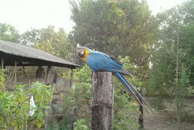 Arara no quintal da casa de minha mãe