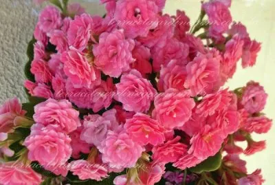 Rosa jigsaw puzzle