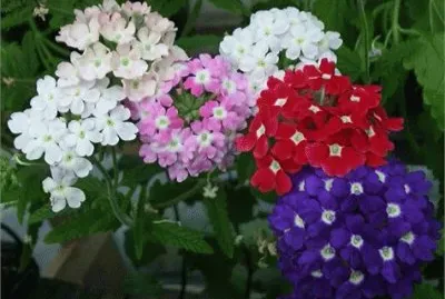 flores jigsaw puzzle