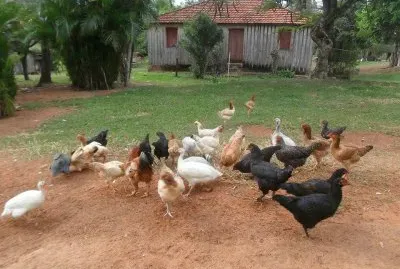 galinhas