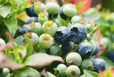 Berries jigsaw puzzle