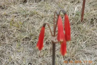 Flor SÃ­mbolo Inca - Peru