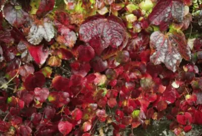 פאזל של automne 1