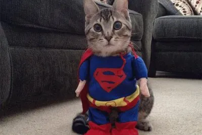 gato disfrazado
