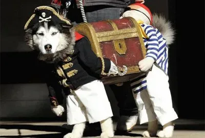 disfraces mascotas