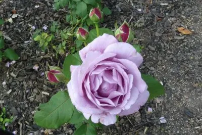 פאזל של Flower