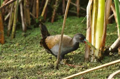 gallineta jigsaw puzzle