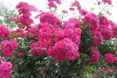 rosas