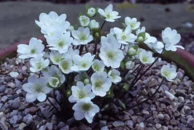 flores jigsaw puzzle