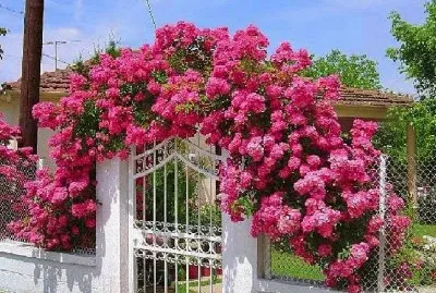 flores