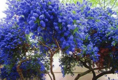 flores