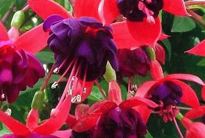 flores