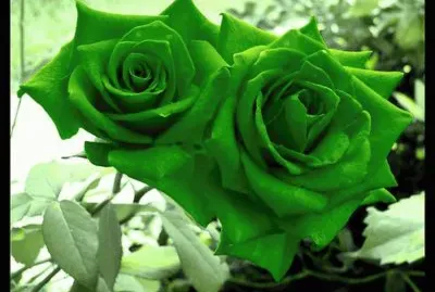 flores