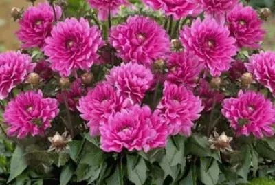 flores