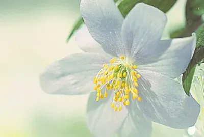 flores