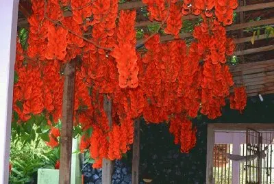 flores