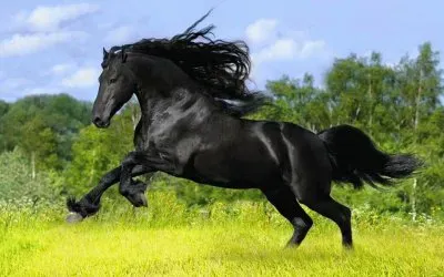 cavalos jigsaw puzzle