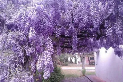 flores jigsaw puzzle