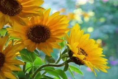 girasol jigsaw puzzle