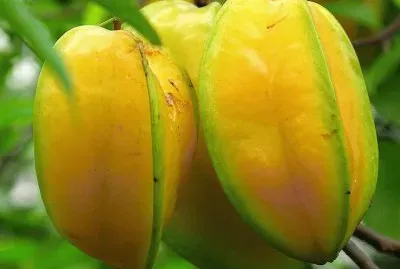 Carambolas jigsaw puzzle